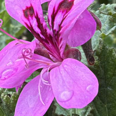 A close-up of a bright pink geranium with raindrops on its petals.